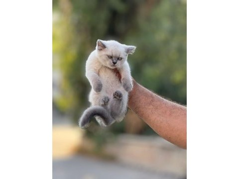 British shorthair yetişen alır