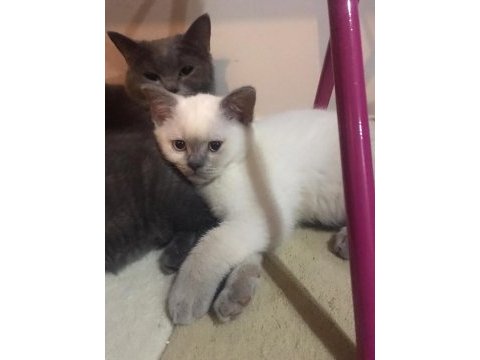 2 aylık british blue point yavru erkek kedim