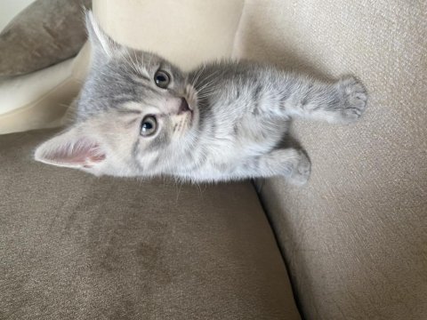 British shorthair silver