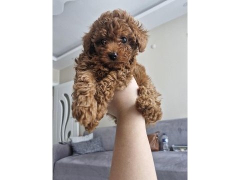 Poodle köpeğimize yeni yuvasını arıyoruz