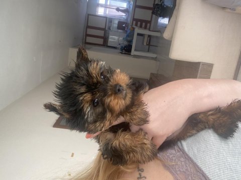2,5 aylık dişi anne baba teacup yorki