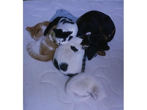 Dişi doberman köpeği