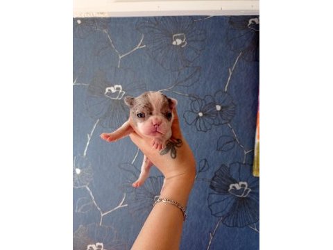 Orijinal fransız bulldog bebeler