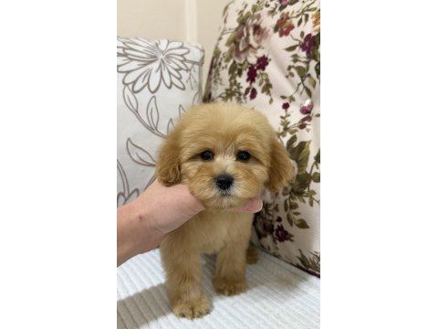 Üst düzey maltipoo oğlumuz