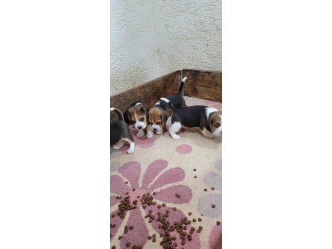 Beagle yavrularımız ırk garantilidir