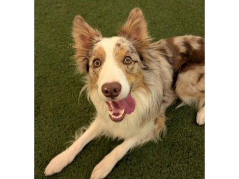 Ücretsiz border collie yuva arıyor