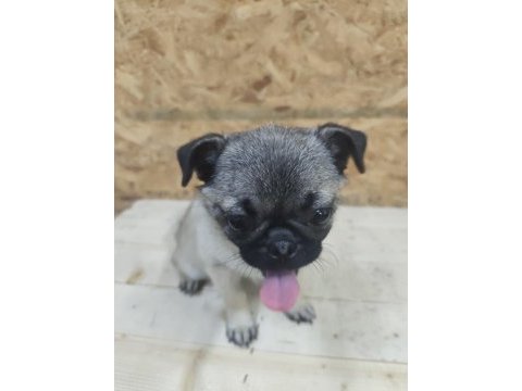 Pug yorulmak bilmez oyuncu