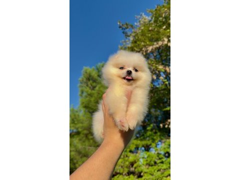 Pomeranian teddy face yavrularımız 