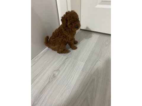 Toy poodle köpekleri