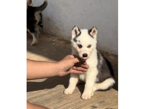Muhteşem kalite husky yavrularımız