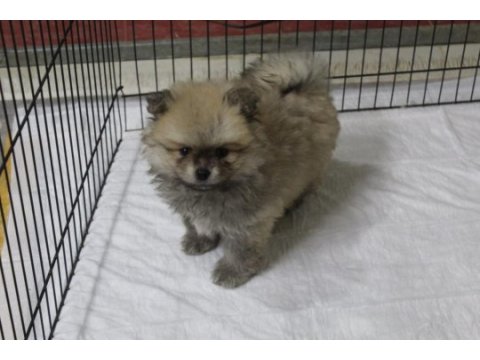 Pomeranian köpekler yeni yuvasını arıyor