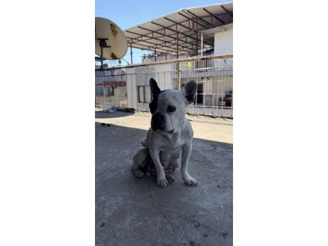 Safkan kaliteli fransız bulldog