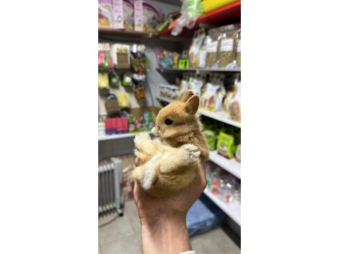 Netherland dwarf cüce tavşan çiftliği