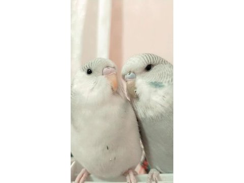 2 adet muhabbet kuşu