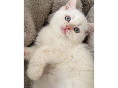 British shorthair kedimize yeni sahibini arıyoruz