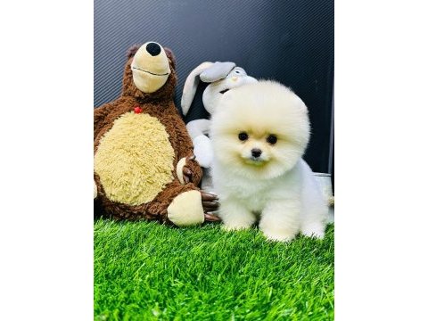 Üreticiden ayı surat pomeranian minik aslanlarımız