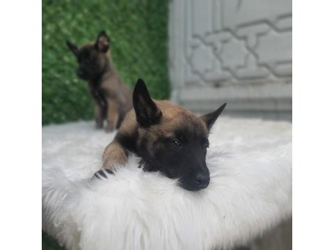 Orjinal safkan belçika kurdu erkek
