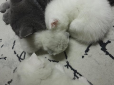 Yavru scottish fold