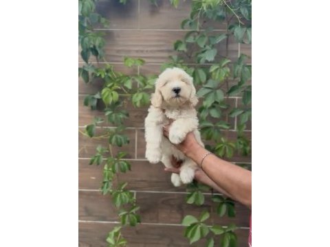 Poodle ayarında maltipoo bebekler