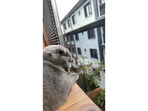 4 yaşında scottish fold (kısırlaştırılmış)
