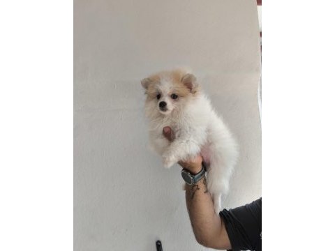 Pomeranian boo yavrularımız