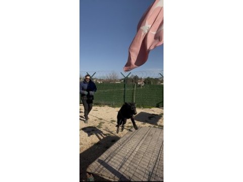 Solite black workingline alman çoban köpeği 6 aylık eğitimli