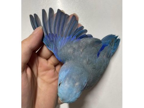 Ele alışkın 3 yaşında forpus papağanı