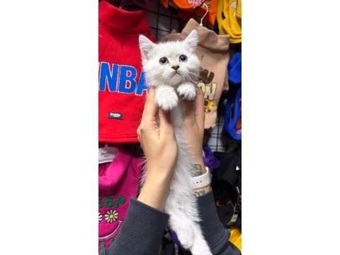 Erkek mavi gözlü bebek kedimiz