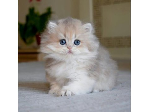 Gösterişli ay golden british longhair