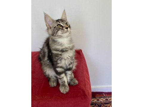 Mco dişi silver tabby