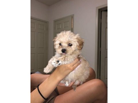 Zeki ve sevimli maltipoo bebişler