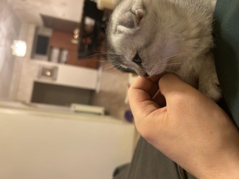Scottish fold kedim çok oyuncu geceleri sakindir