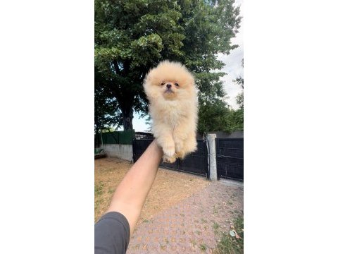 Baby face teacup pomeranian boo yavrularımız