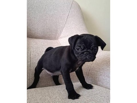 Yavru siyah beyaz pug