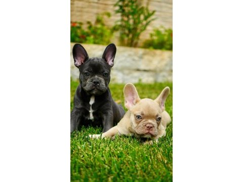 French bulldog yavruları çiftlikten 