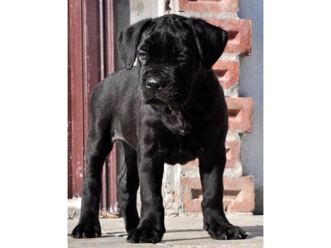 Şecere belgeli ırk ve sağlık garantili cane corso yavrular