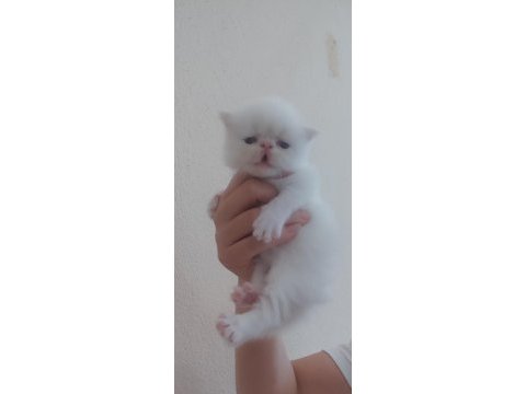 Persian bebekler sahiplendirme