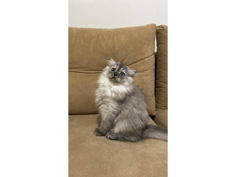 Scottish fold longhair