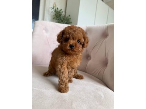 Toy poodle bebek köpeğimiz