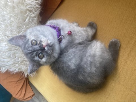Teslime hazır british shorthair dişi yavrum