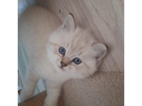 Mükemmel tatlılıkta british longhair yavrular