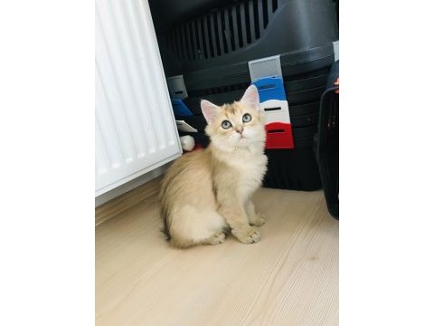 Son kalan golden'larım scottish straight