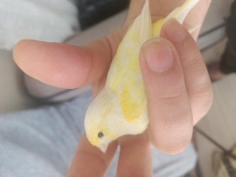 Çok güzel renklere sahip mozaik kanarya takım