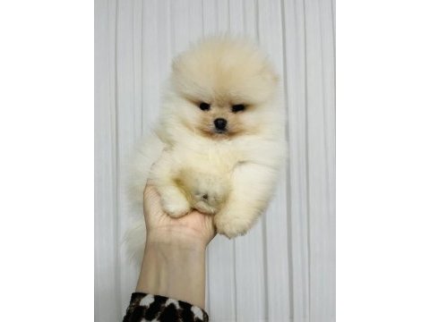 Pomeranian köpeğimiz