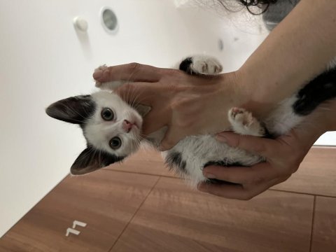 2.5 aylık siyah beyaz yavru kedimiz