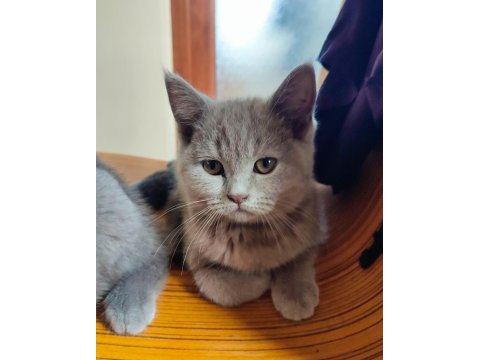 Scottish fold dişi ve british short hair erkek dişi