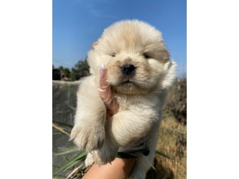Chow chow çin aslanı yavrularımız