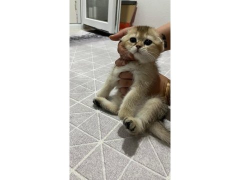 3 aylık british shorthair