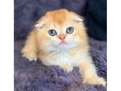 Scottish fold golden bebek