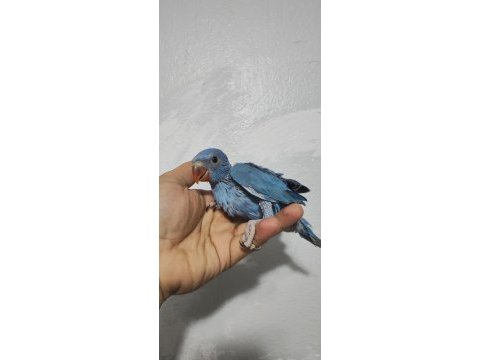 Violet el besleme pakistan papağanı bebekler